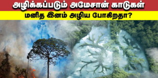 பருவகால மாற்றத்திற்கு காரணமான அமேசான் காடுகள் அழிப்பு!