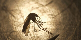 பரவும் ஜிகா வைரஸ் கட்டுப்படுத்த வக்கில்லாத சாமியார் ஆட்சி