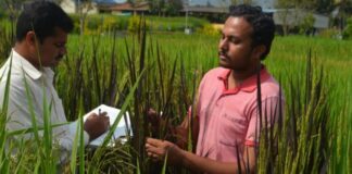 நிலக்கரிச் சுரங்கம்; கருப்பில் தோய்த்த நெல் – கருப்பு நுரையீரல்