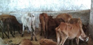 ராமராஜ்யம்: மனிதர்கள் மீது கொலைவெறியும் மாடுகளின் மீது கரிசனையும்!