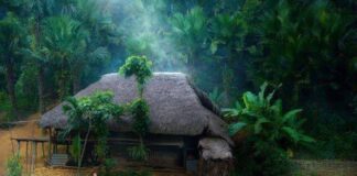 புங்க மரத்து ஒயர்மேன் வீடு