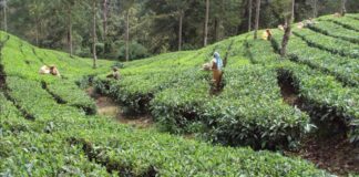 தடைபடும் ஏற்றுமதி! கருகும் தேயிலை விவசாயிகளின் வாழ்க்கை!