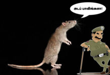 500 கிலோ கஞ்சாவை எலிகள் தின்றுவிட்டன!