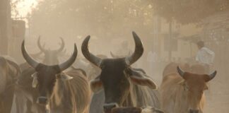 மாடுகளை கொண்டு சென்ற இளைஞருக்கு ஆயுள் தண்டனையா?