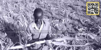 ஜிம்பாப்வேயை அச்சுறுத்தும் வறட்சி!