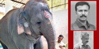 காட்டு விலங்குகளும் – மனித விலங்குகளும்!