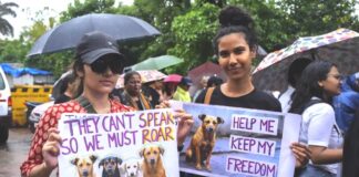 வீடுகளில் மட்டுமல்ல, தெருக்களிலும் நாய்கள் ஜாக்கிரதை!