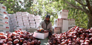 காஷ்மீர் விவசாயத்தை நாசமாக்கிய இயற்கை பேரழிவு! கண்டுகொள்ளாத பாஜக அரசு!
