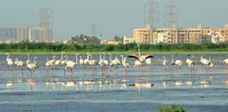 பள்ளிக்கரணை சதுப்பு நிலத்தை அழிக்காதே!