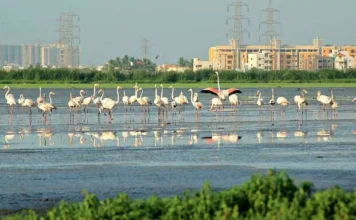 பள்ளிக்கரணை சதுப்பு நிலத்தை அழிக்காதே!