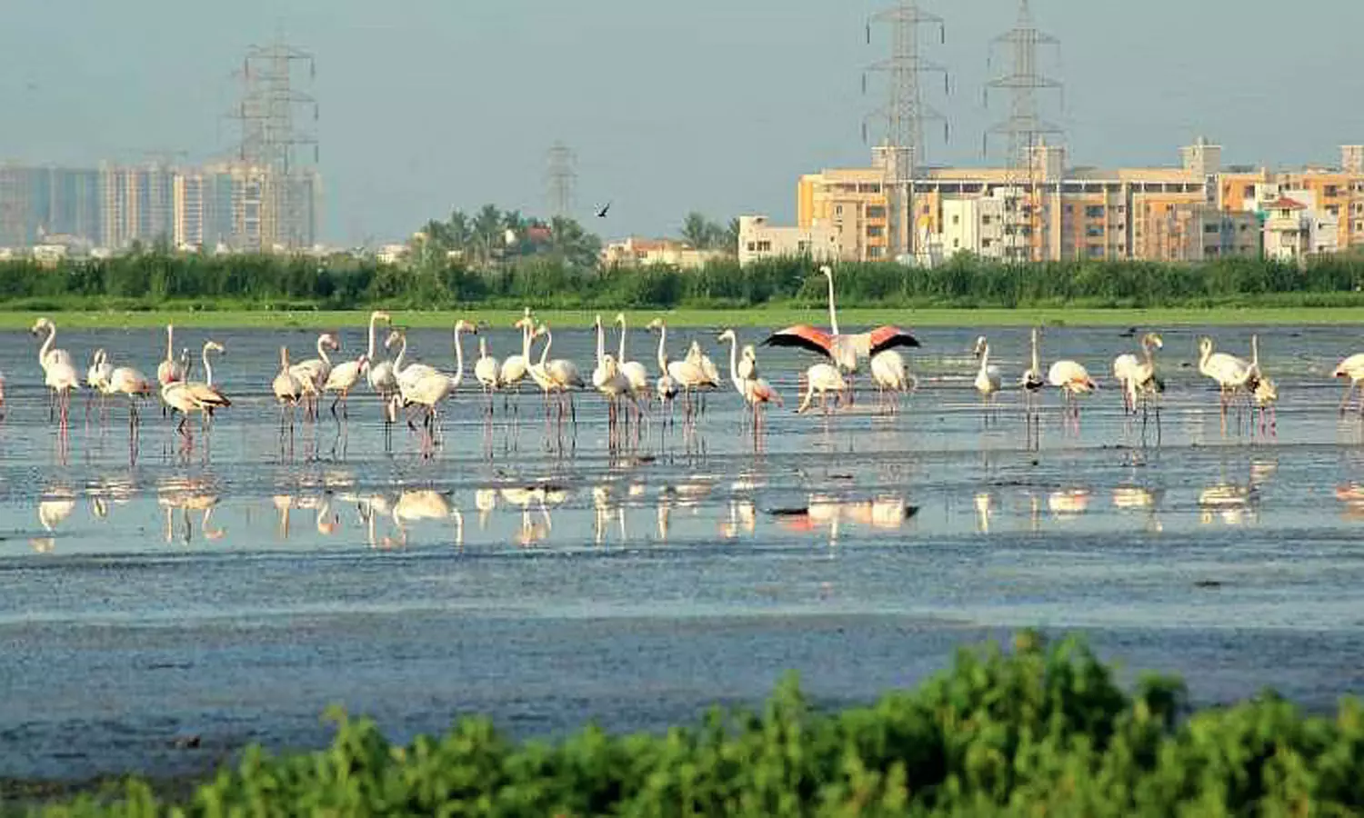 பள்ளிக்கரணை சதுப்பு நிலத்தை அழிக்காதே!