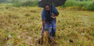 டெல்டா மாவட்டங்களில் குறுவை நெல் கொள்முதல் இல்லாமல் அழிகிறது! திமுக அரசே முதன்மை குற்றவாளி?