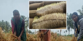 நெல் கொள்முதல் நிலையங்களில் வீணாகும் நெல் மூட்டைகள்! கண்டுகொள்ளாத திமுக அரசு!